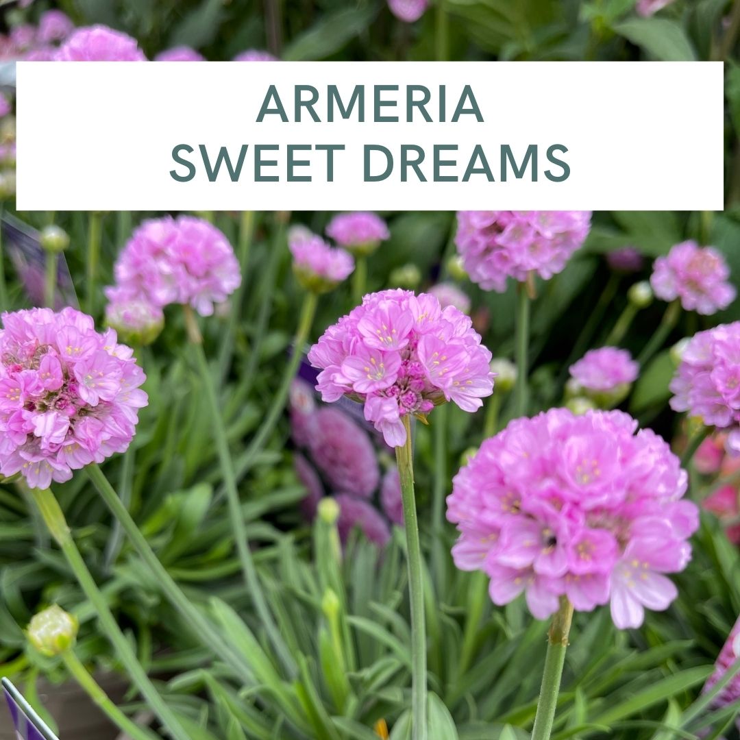 ARMERIA SWEET DREAMS