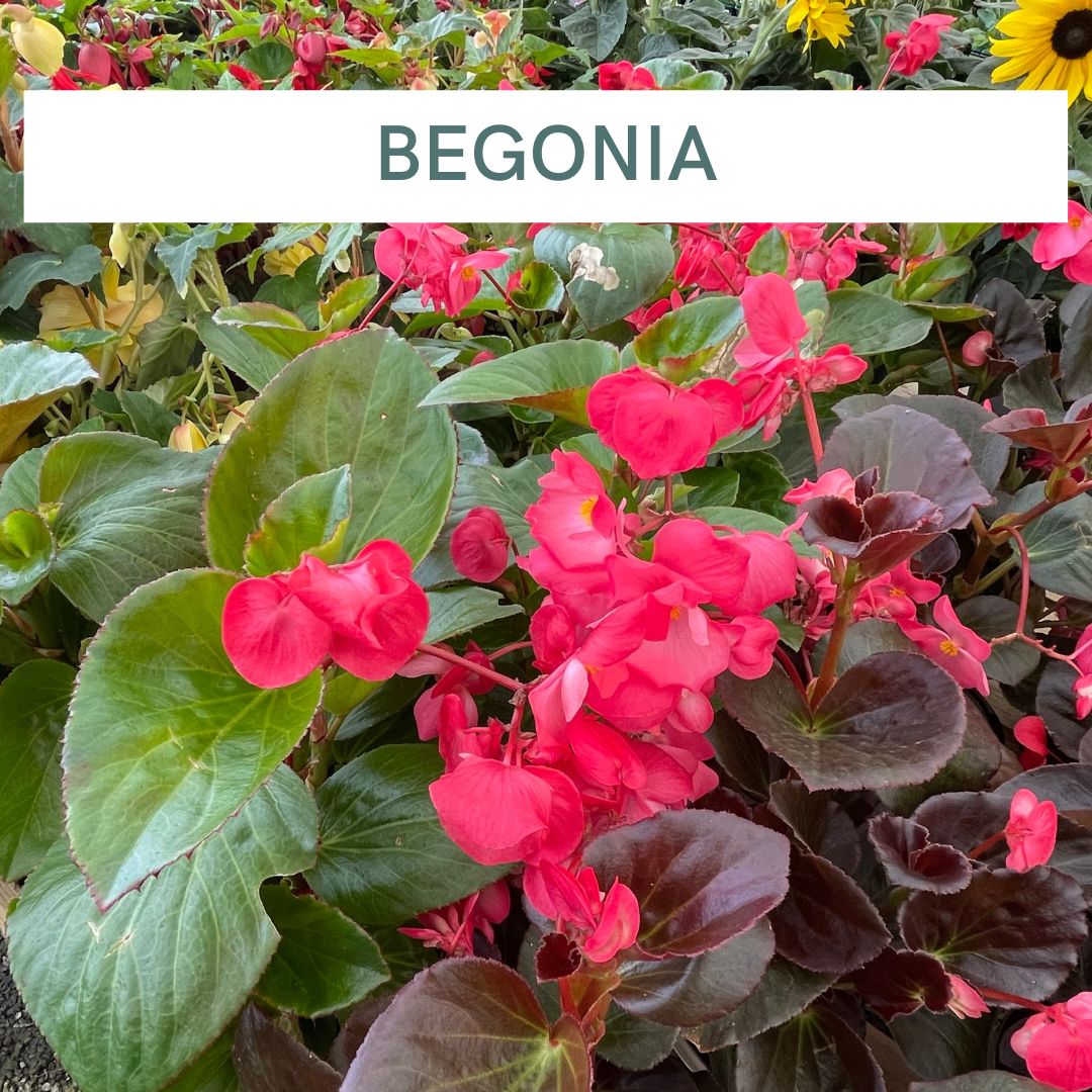 BEGONIA (4)