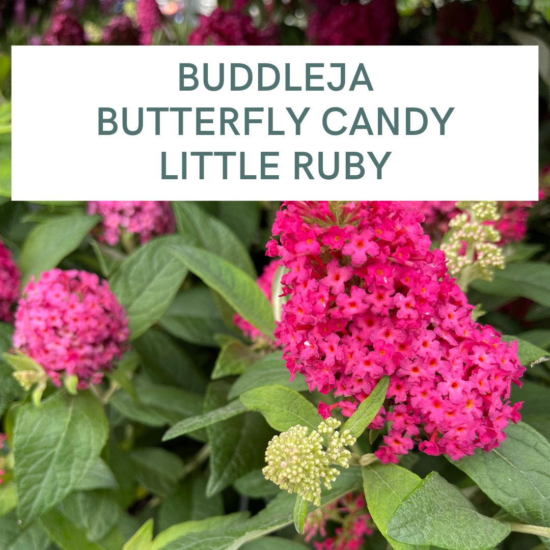 BUDDLEJA BUTTERFLY CANDY LITTLE RUBY