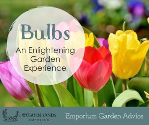 Read more about the article Bulbs – An Enlightening Garden Experience