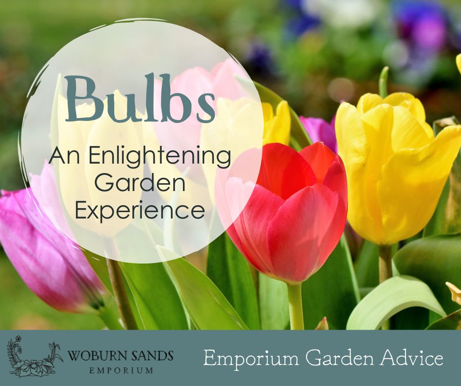 You are currently viewing Bulbs – An Enlightening Garden Experience