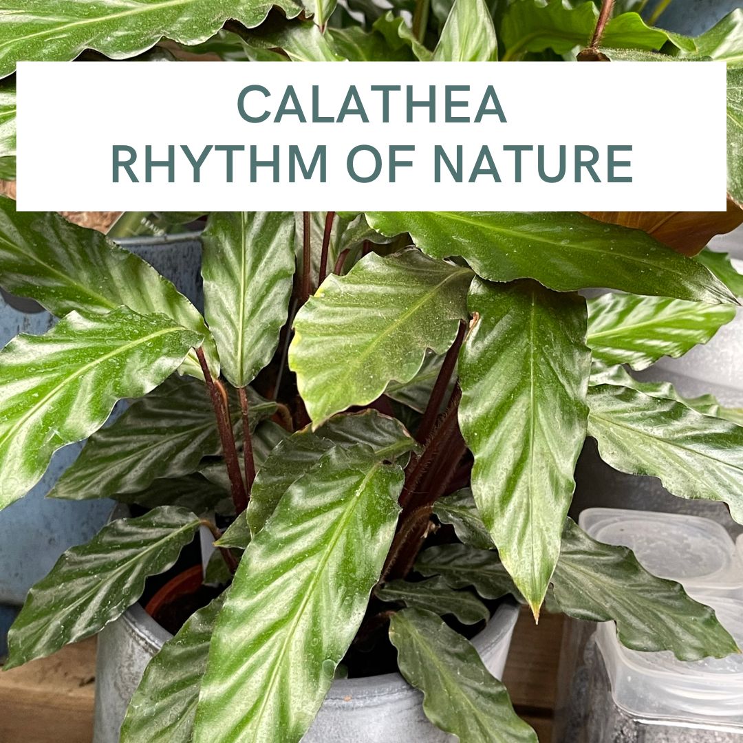 CALATHEA RHYTHM OF NATURE