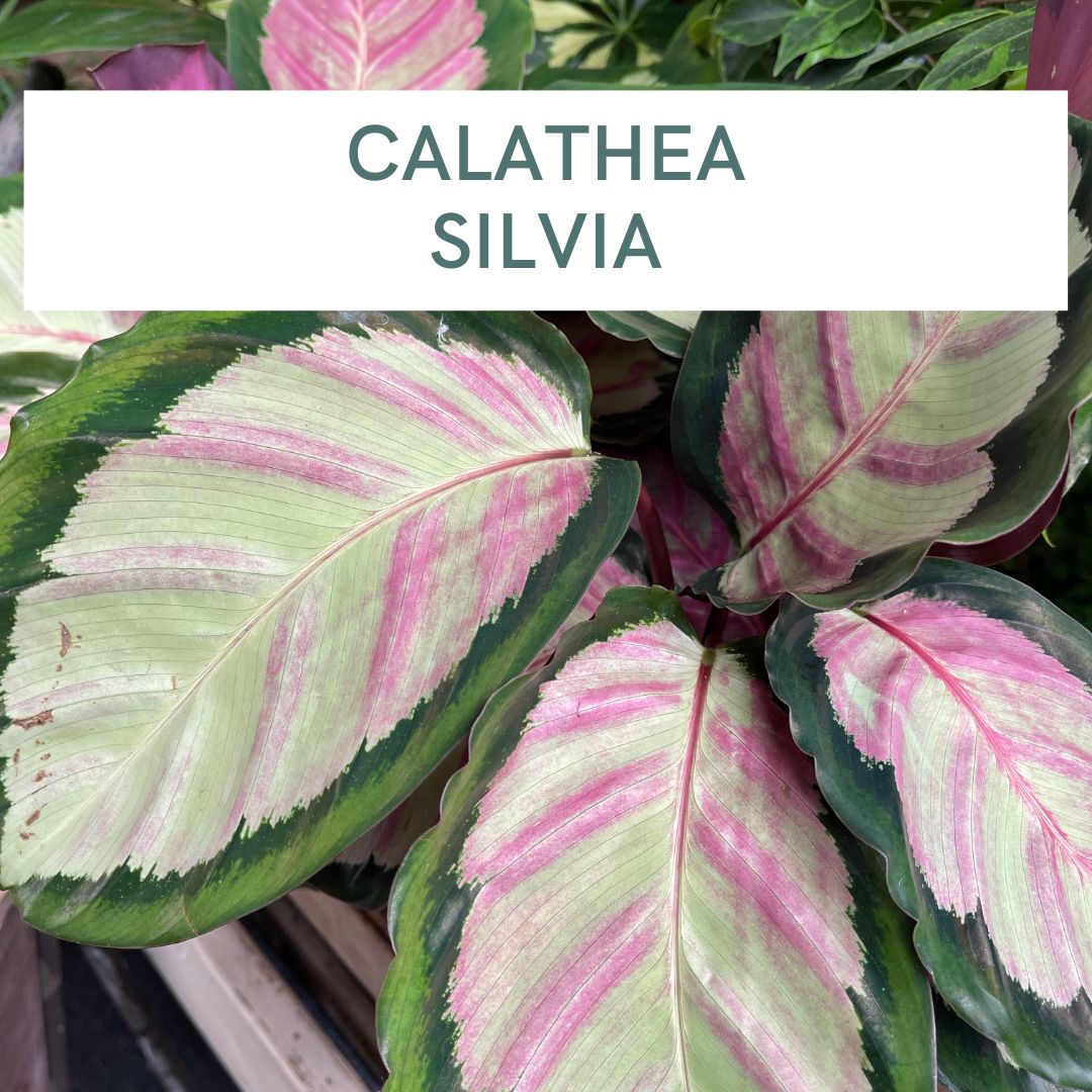 CALATHEA SILVIA