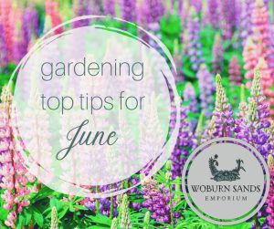 Read more about the article Gardening Top Tips for June