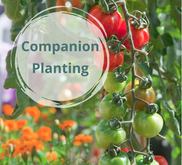 You are currently viewing Companion Planting
