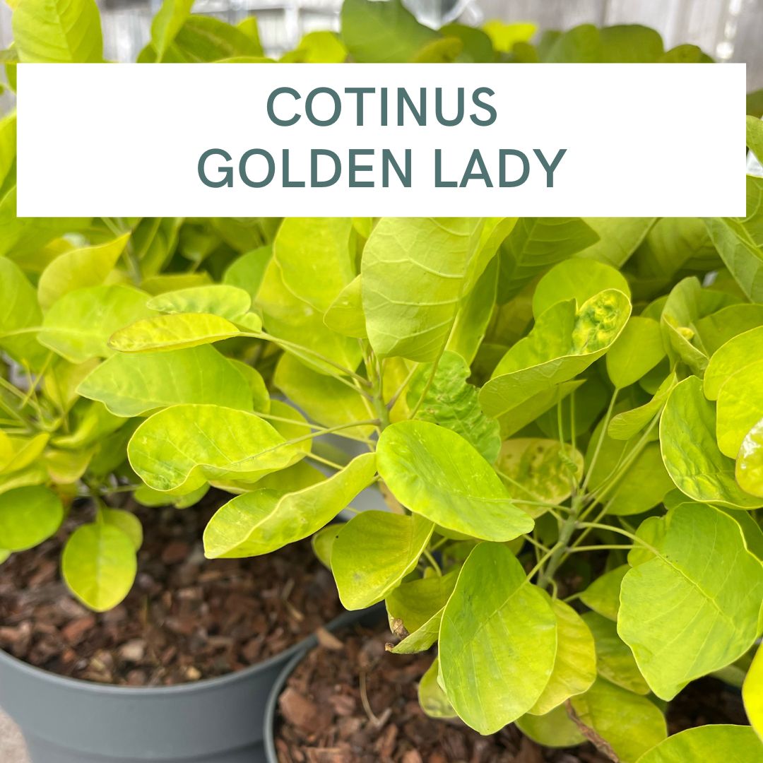 COTINUS GOLDEN LADY