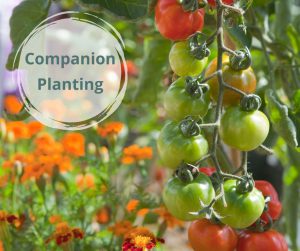 Read more about the article Companion Planting