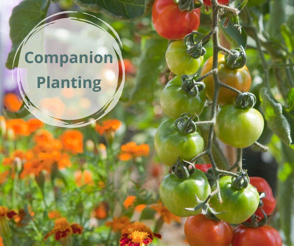 You are currently viewing Companion Planting
