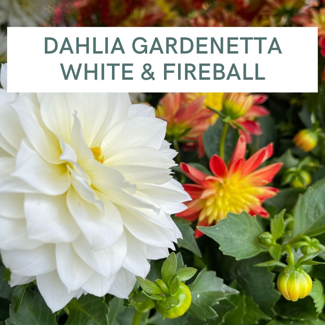 DAHLIA GARDENETTA WHITE & FIREBALL