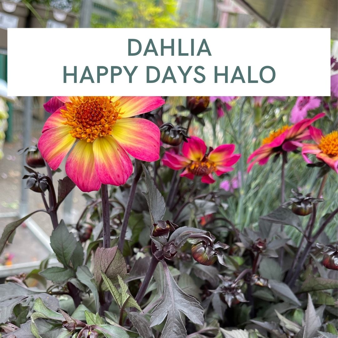 DAHLIA HAPPY DAYS HALO