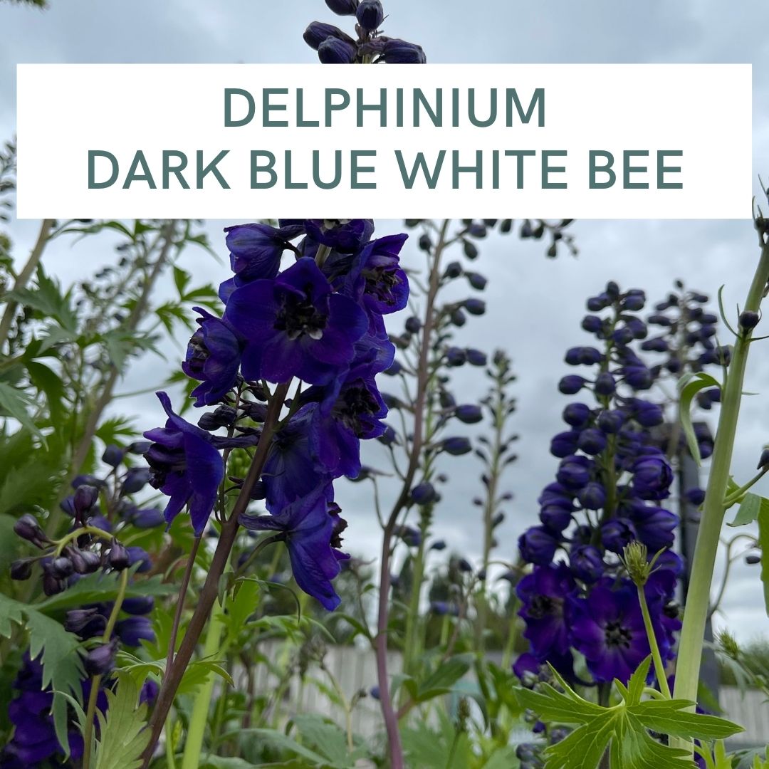 DELPHINIUM DARK BLUE WHITE BEE