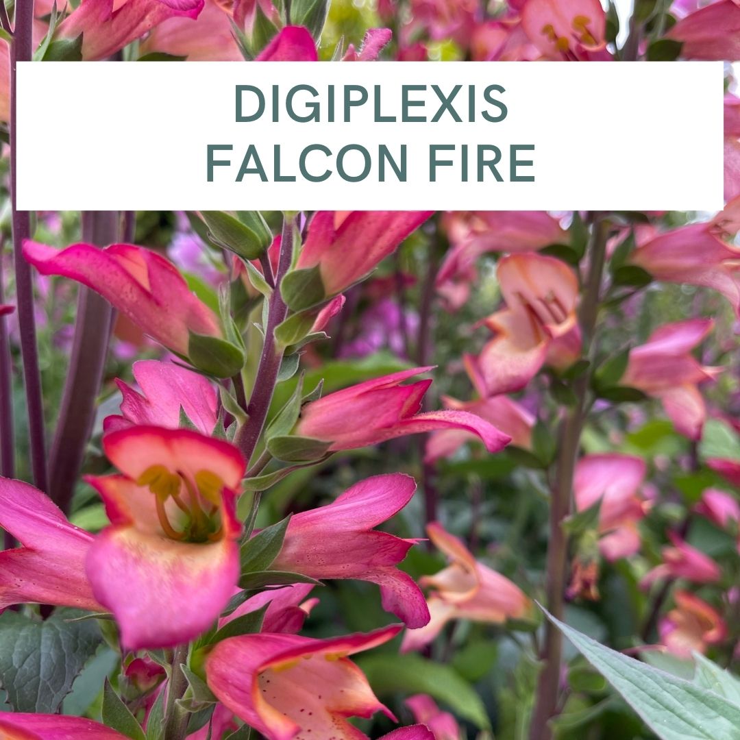 DIGIPLEXIS FALCON FIRE