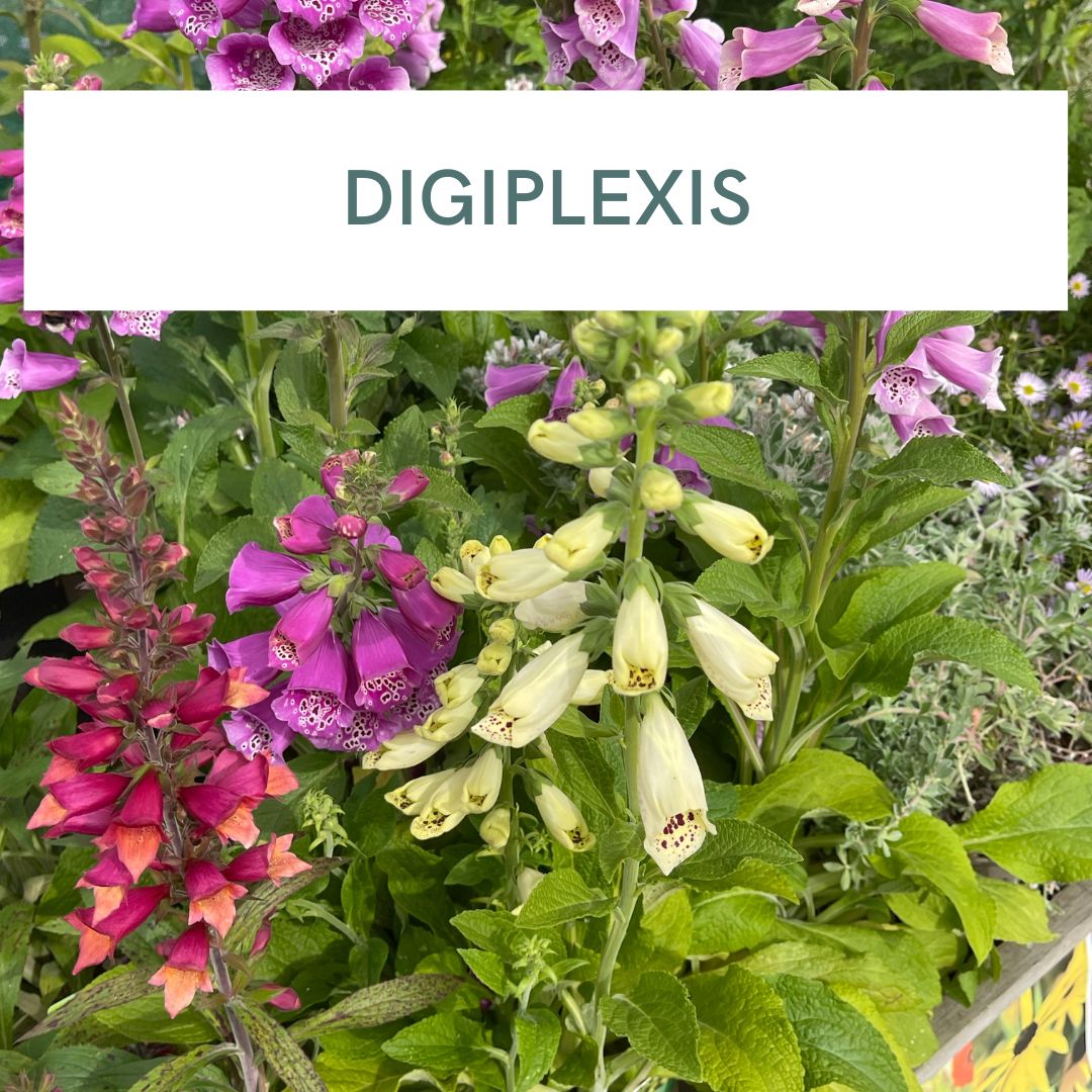 DIGIPLEXIS