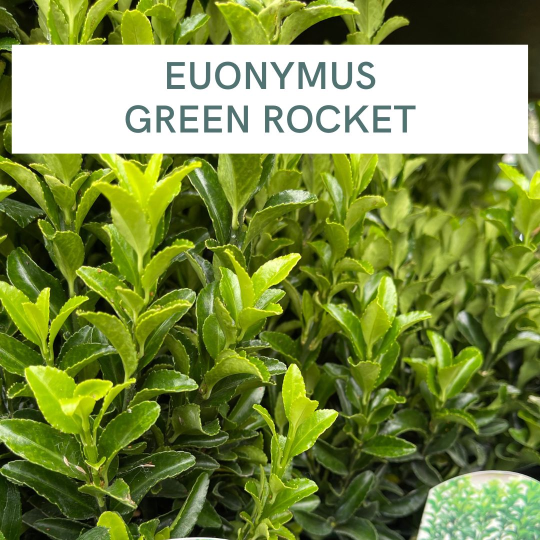 EUONYMUS GREEN ROCKET