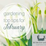 Gardening Top Tips for February