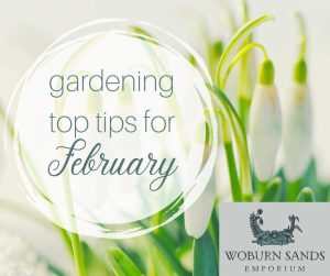 Read more about the article Gardening Top Tips for February