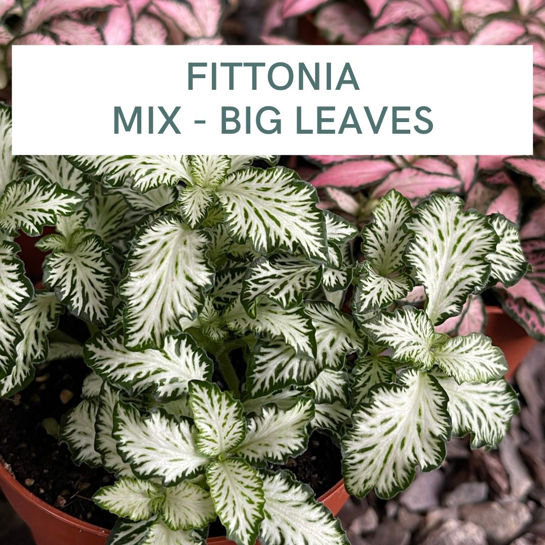 FITTONIA MIX - BIG LEAVES