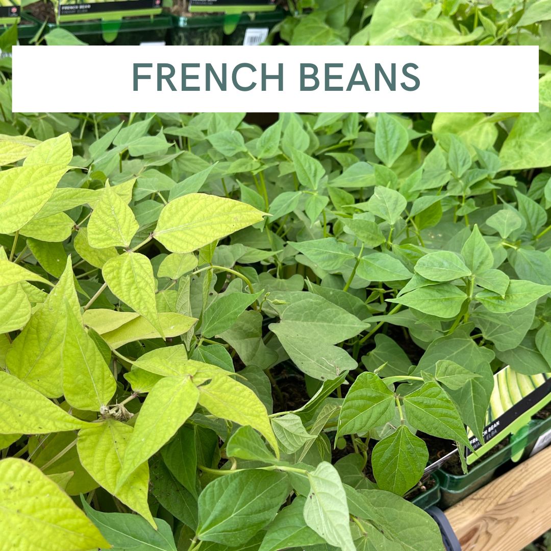FRENCH BEANS
