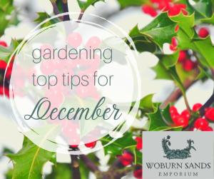 Read more about the article Gardening Top Tips for December