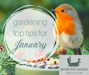 Read more about the article Gardening Top Tips for January