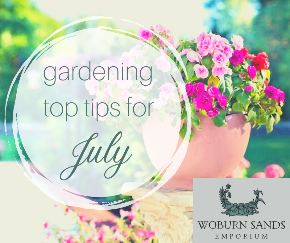 Read more about the article Gardening Top Tips for July