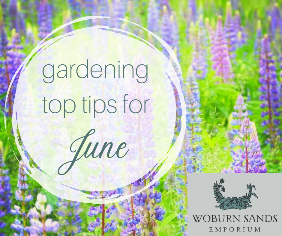 Read more about the article Gardening Top Tips for June
