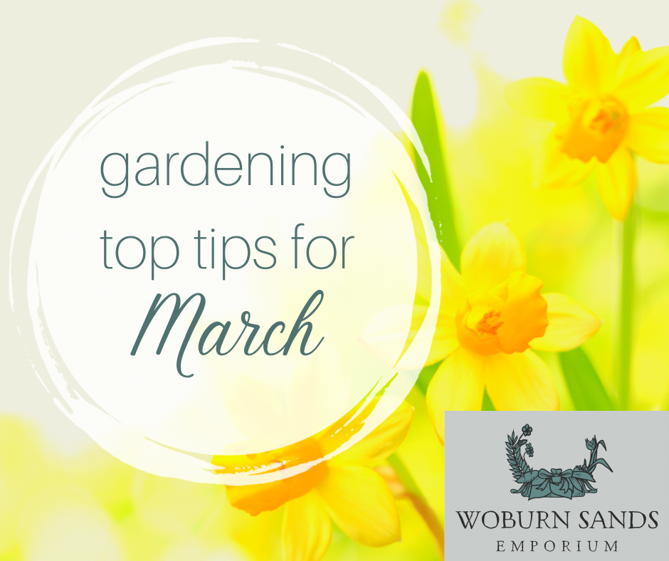 You are currently viewing Gardening Top Tips for March