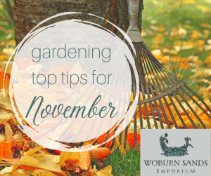 Read more about the article Gardening Top Tips for November
