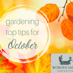 Gardening Top Tips for October
