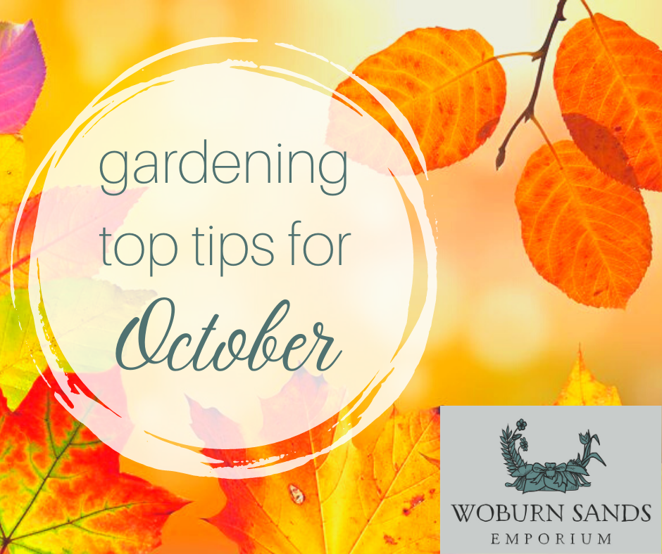 You are currently viewing Gardening Top Tips for October