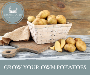 Read more about the article Grow Your Own Potatoes