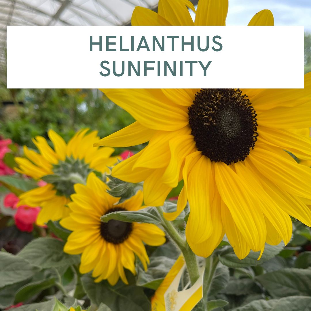 HELIANTHUS SUNFINITY