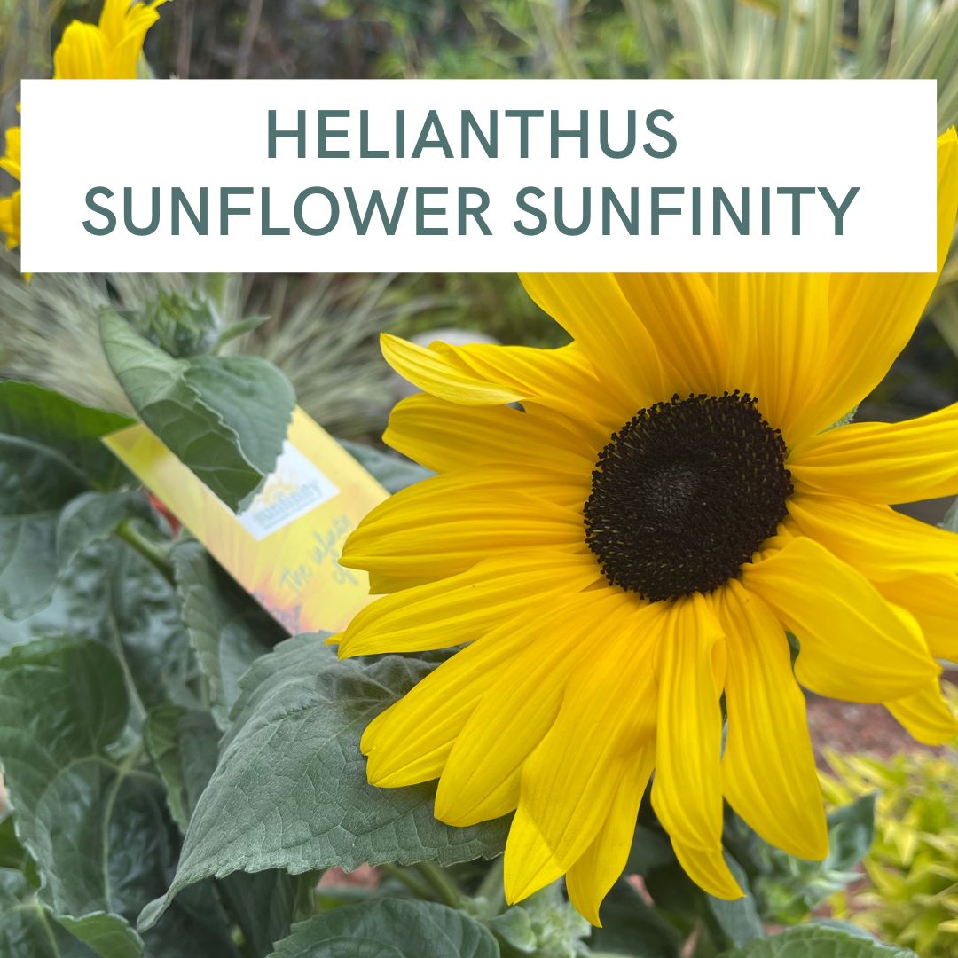 HELIANTHUS SUNFLOWER SUNFINITY