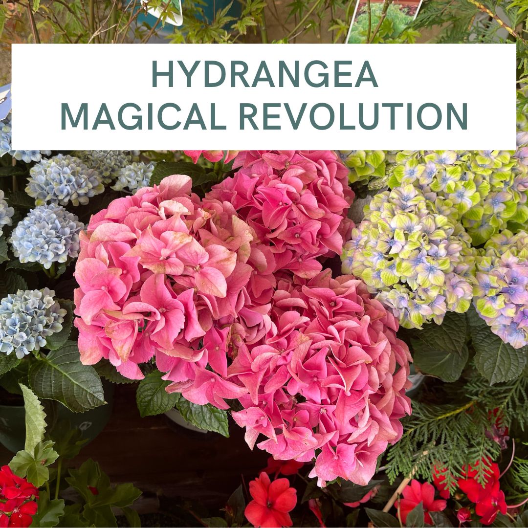 HYDRANGEA MAGICAL REVOLUTION