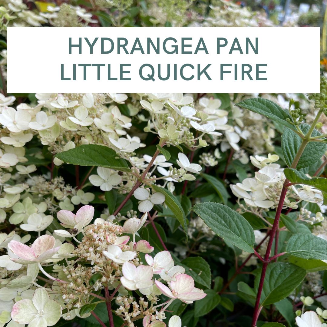 HYDRANGEA PAN LITTLE QUICK FIRE
