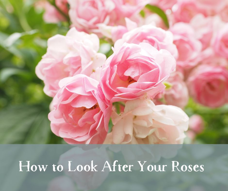 You are currently viewing How to Look After Your Roses