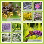 Our ten favourite easy to care for shrubs