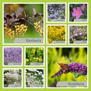 Read more about the article Our ten favourite easy to care for shrubs