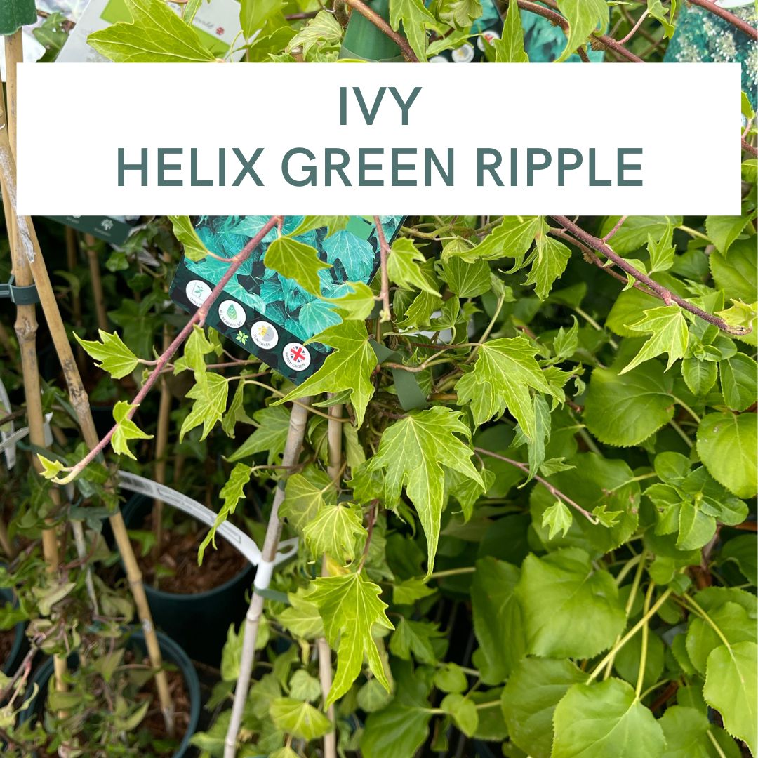 IVY HELIX GREEN RIPPLE