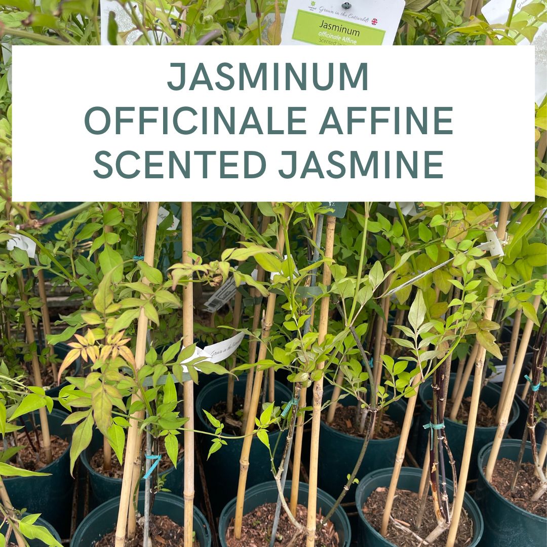 JASMINUM OFFICINALE AFFINE SCENTED JASMINE