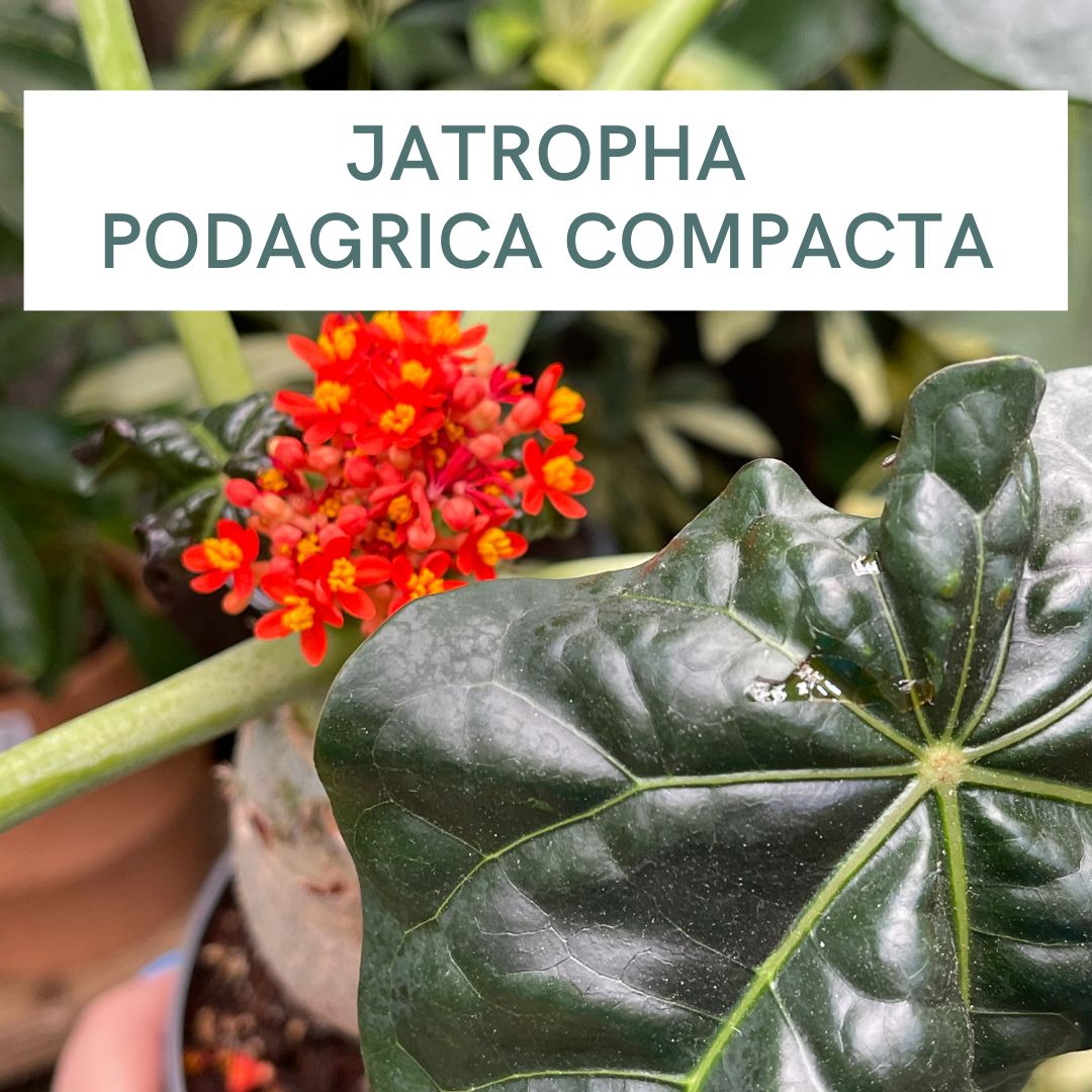 JATROPHA PODAGRICA COMPACTA