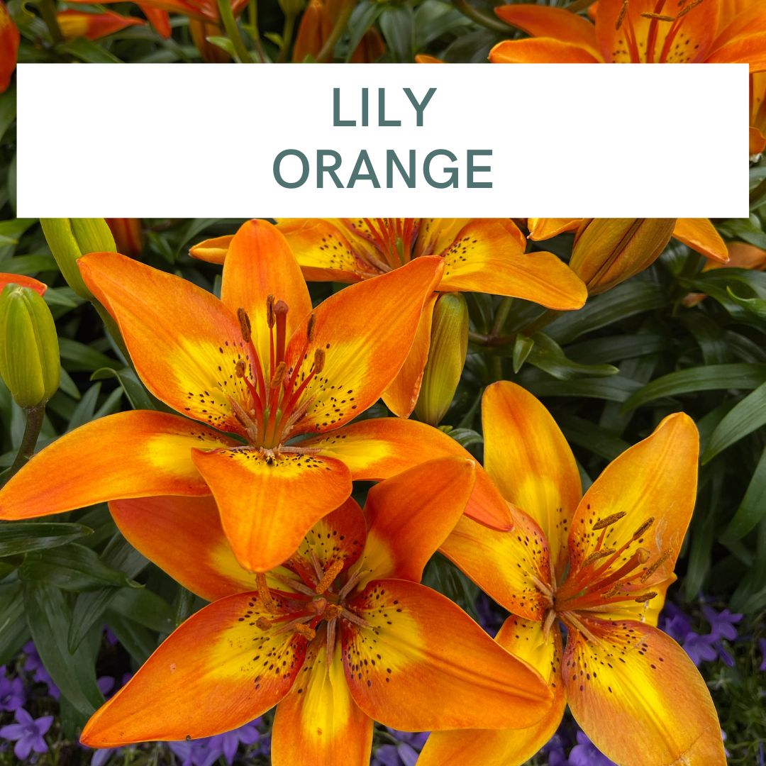 LILY ORANGE