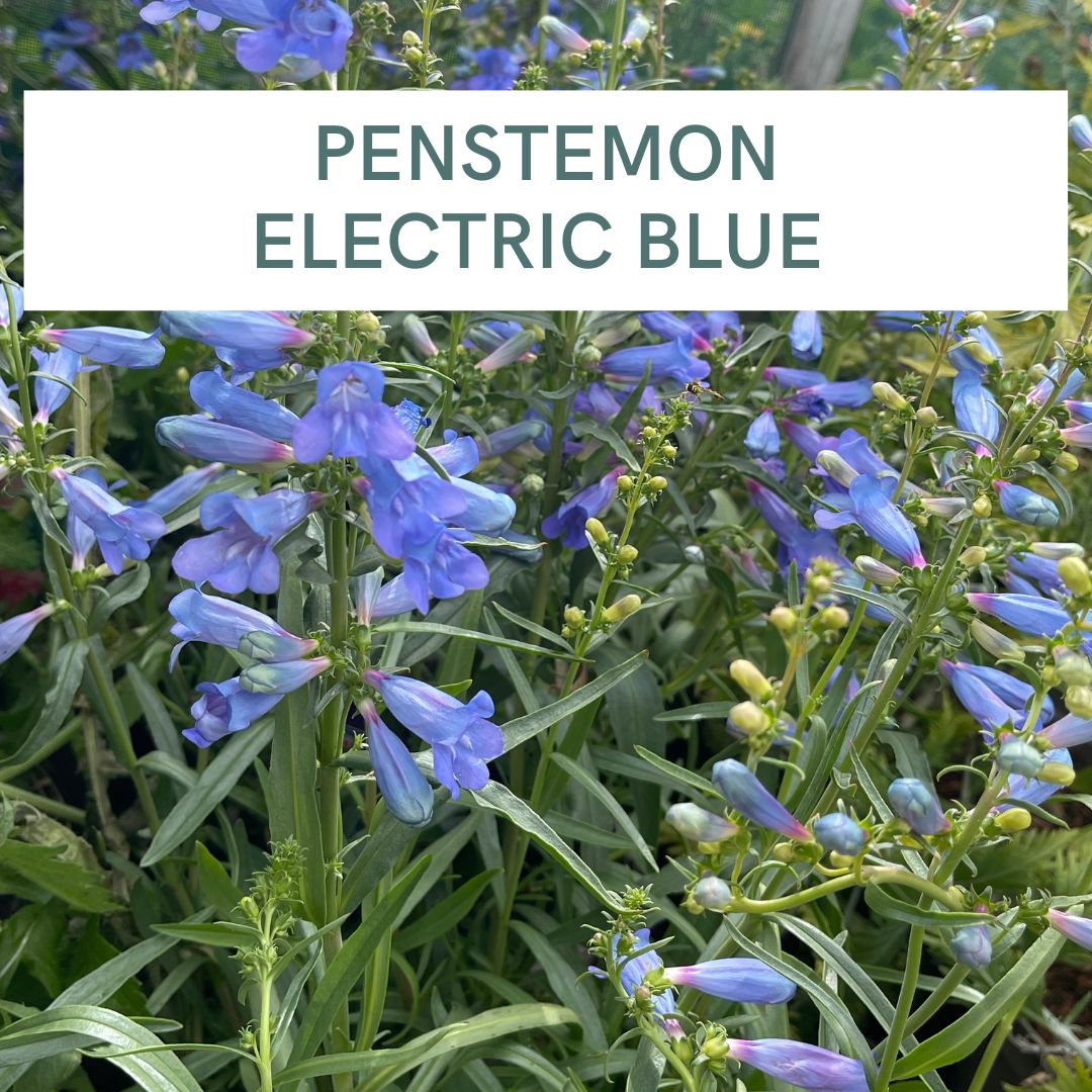 PENSTEMON ELECTRIC BLUE