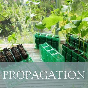 Propagation