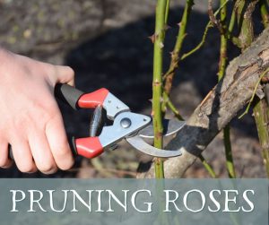 Read more about the article Pruning Roses