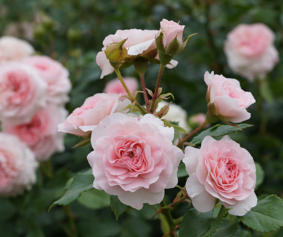 You are currently viewing How to Look After Your Roses