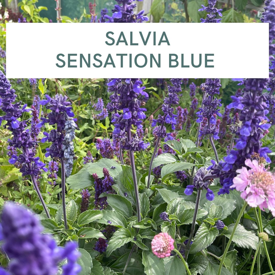 SALVIA SENSATION BLUE