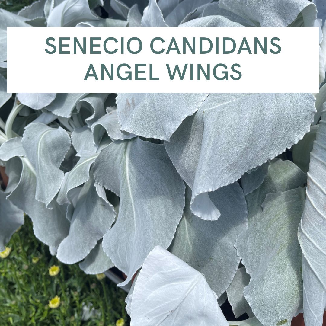 SENECIO CANDIDANS ANGEL WINGS