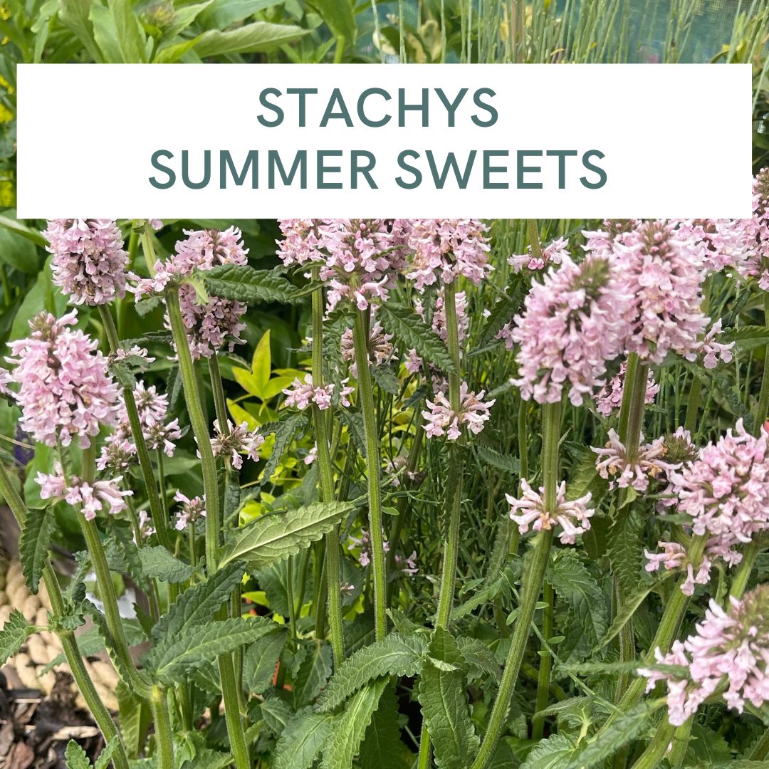 STACHYS SUMMER SWEETS