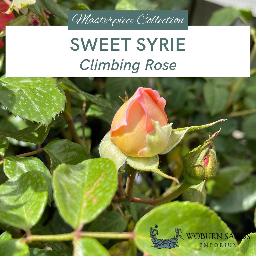 SWEET SYRIE